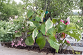 Summer Games Chinese Dogwood (Cornus kousa) 12" Grafted Live Tree