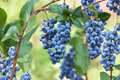 Tophat Dwarf Blueberry Seeds - 100 Seeds for Indoor/Outdoor Bonsai Style