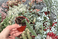 Edgar’s Baby Dragon Fruit Starter Plants (2) – Selenicereus Hybrid, 2-Inch Nursery Size, Bare Root