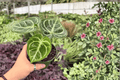 Anthurium Dressleri x Dorayaki Hybrid - 2 Live Plants in 4-Inch Pots
