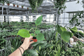 Anthurium Oaxaca Starter Plants — 2-Pack Bare Root, 2-Inch Pots
