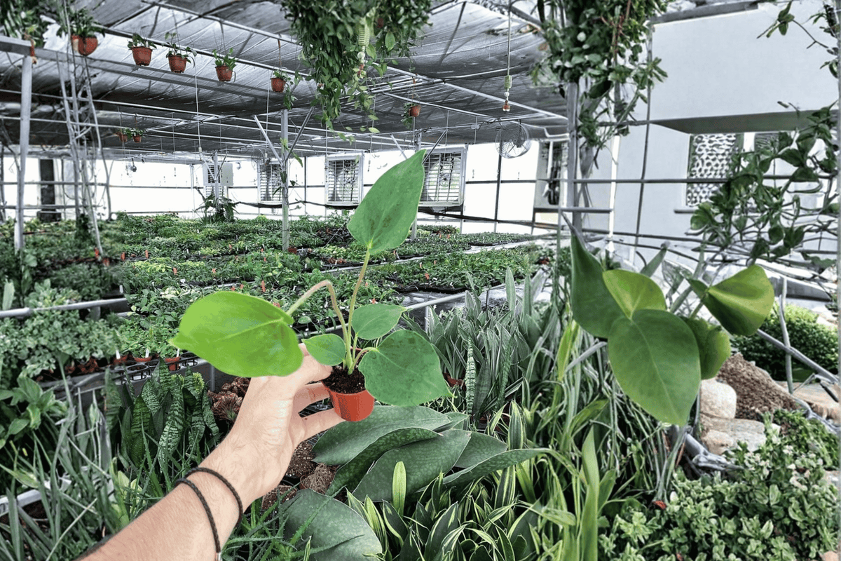 Anthurium Oaxaca Starter Plants — 2-Pack Bare Root, 2-Inch Pots