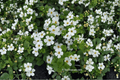 Snowflake Bacopa (Sutera cordata) - 4-Inch Live Plant, 1 Starter Plant