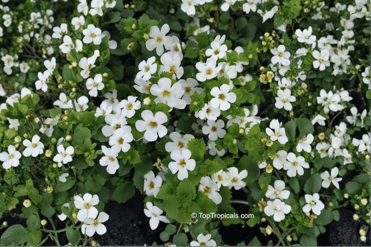 Snowflake Bacopa (Sutera cordata) - 4-Inch Live Plant, 1 Starter Plant