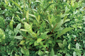 Korean Tea Plant Camellia sinensis Live Plant • 1–2 Ft Evergreen Shrub