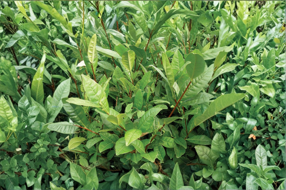 Korean Tea Plant Camellia sinensis Live Plant • 1–2 Ft Evergreen Shrub