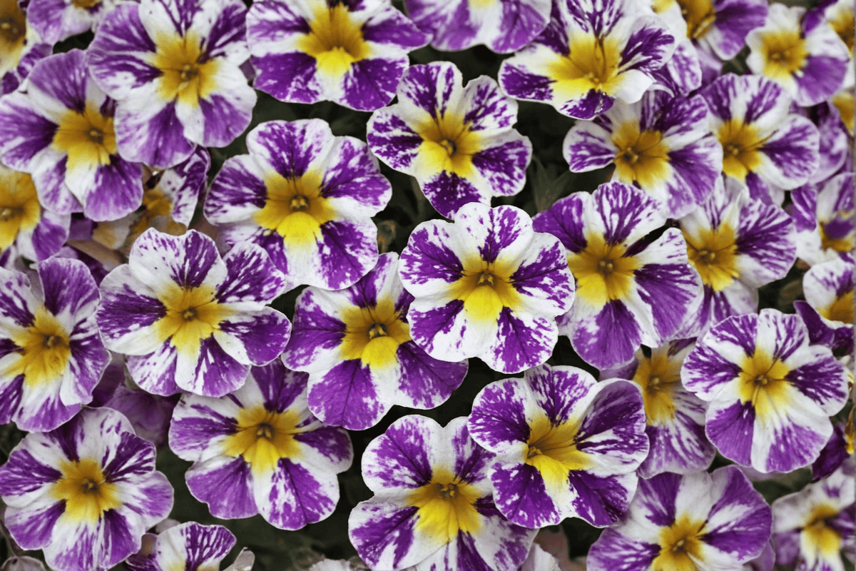 Candy Shop Grape Splash Calibrachoa Million Bells 4-Inch Pot – Live Plant