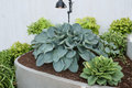 Above the Clouds Hosta - 3-Inch Pot Starter Plant (Blue-Green Leaves) Shade Perennial