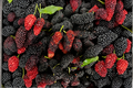 Illinois Everbearing Mulberry Starter Plant Morus alba × Morus rubra