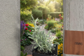Grey Santolina Chamaecyparissus Live Plant | Silver Foliage Perennial