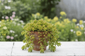 Pork and Beans Jelly Bean Plant (Sedum rubrotinctum) – 4-Inch Pot, 1 Live Plant