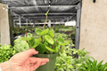 Hoya carnosa 'Chelsea' Live Plants — 2x 4-Inch Pots