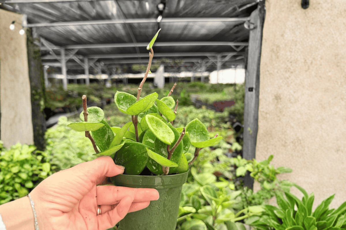 Hoya carnosa 'Chelsea' Live Plants — 2x 4-Inch Pots