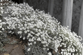 Yo Yo Snow-in-Summer Cerastium tomentosum ‘Yo Yo’ - 1 Live Plant in 4-Inch Pot