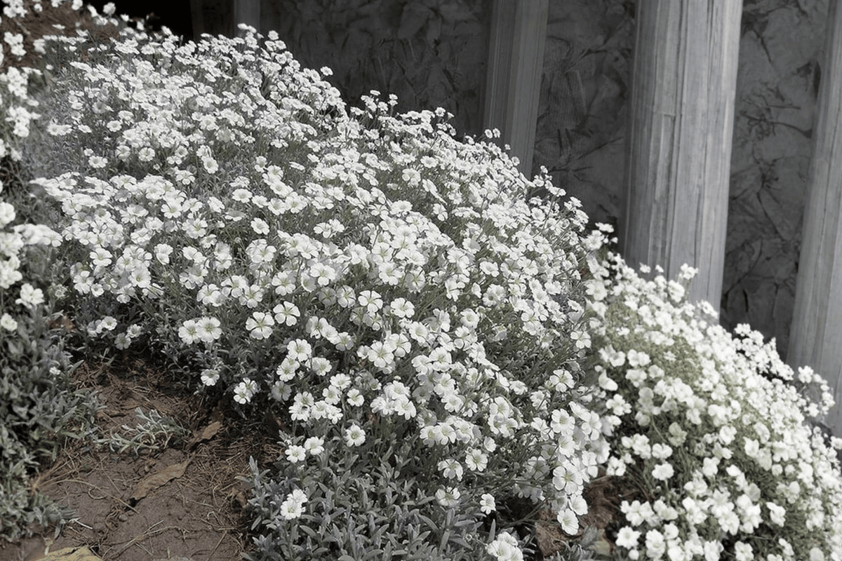 Yo Yo Snow-in-Summer Cerastium tomentosum ‘Yo Yo’ - 1 Live Plant in 4-Inch Pot
