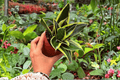 Sansevieria Hahnii Lotus – 2 Live Plants in 4-Inch Pots (Exact Plants)