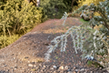 Sander’s Blue Deodar Cedar Live Plant - 12" in 1-Gallon Pot