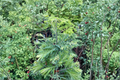 Schirrmann’s Nordlicht Dawn Redwood LIVE PLANT – Metasequoia glyptostroboides, 10", 1-Year Grafted