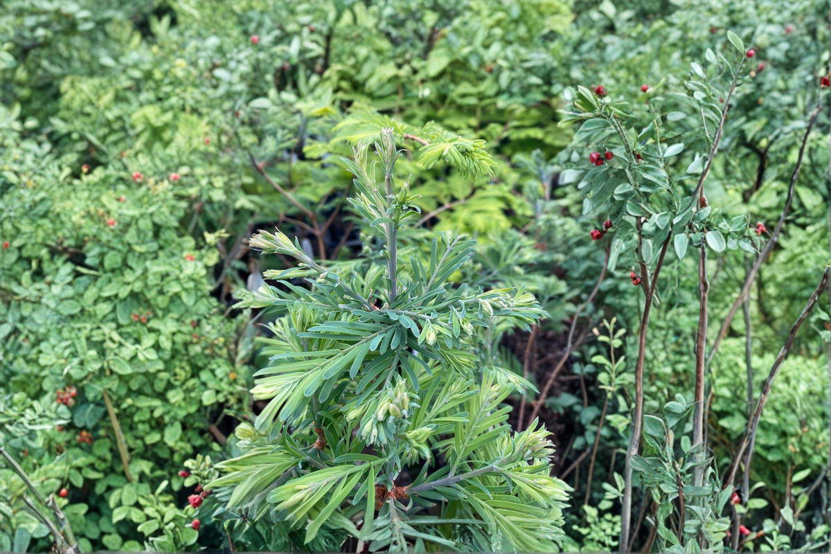 Schirrmann’s Nordlicht Dawn Redwood LIVE PLANT – Metasequoia glyptostroboides, 10", 1-Year Grafted