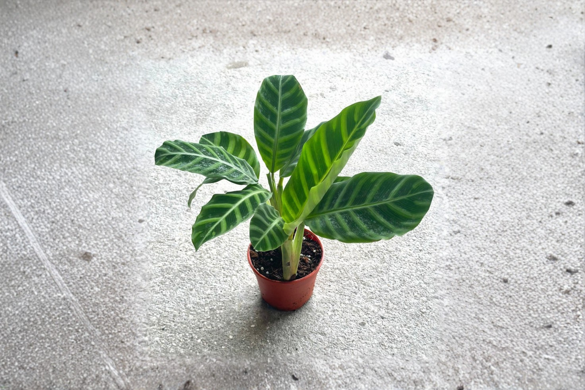 Calathea Zebrina (Goeppertia zebrina) - Fully Rooted 4-Inch Pot Live Plant