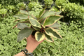 Peperomia Ginny 2 Live Plants in 4-Inch Pots | Peperomia clusiifolia ‘Ginny’