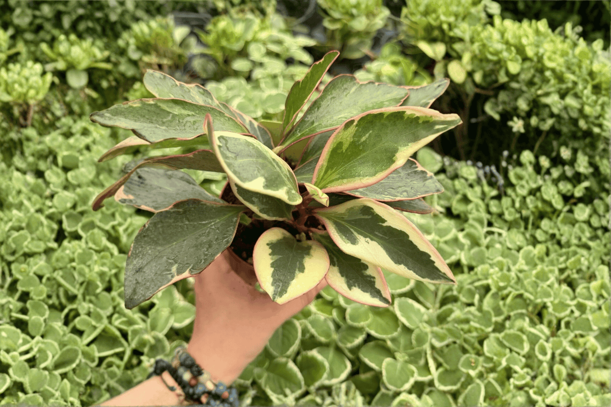 Peperomia Ginny 2 Live Plants in 4-Inch Pots | Peperomia clusiifolia ‘Ginny’
