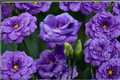 Purple Queen Rose Seeds - 30 Seed Pack for Ornamental Garden, Full Sun