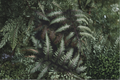 Japanese Painted Fern - Athyrium niponicum Live Starter Plants, 3 in 1 Qt Pots