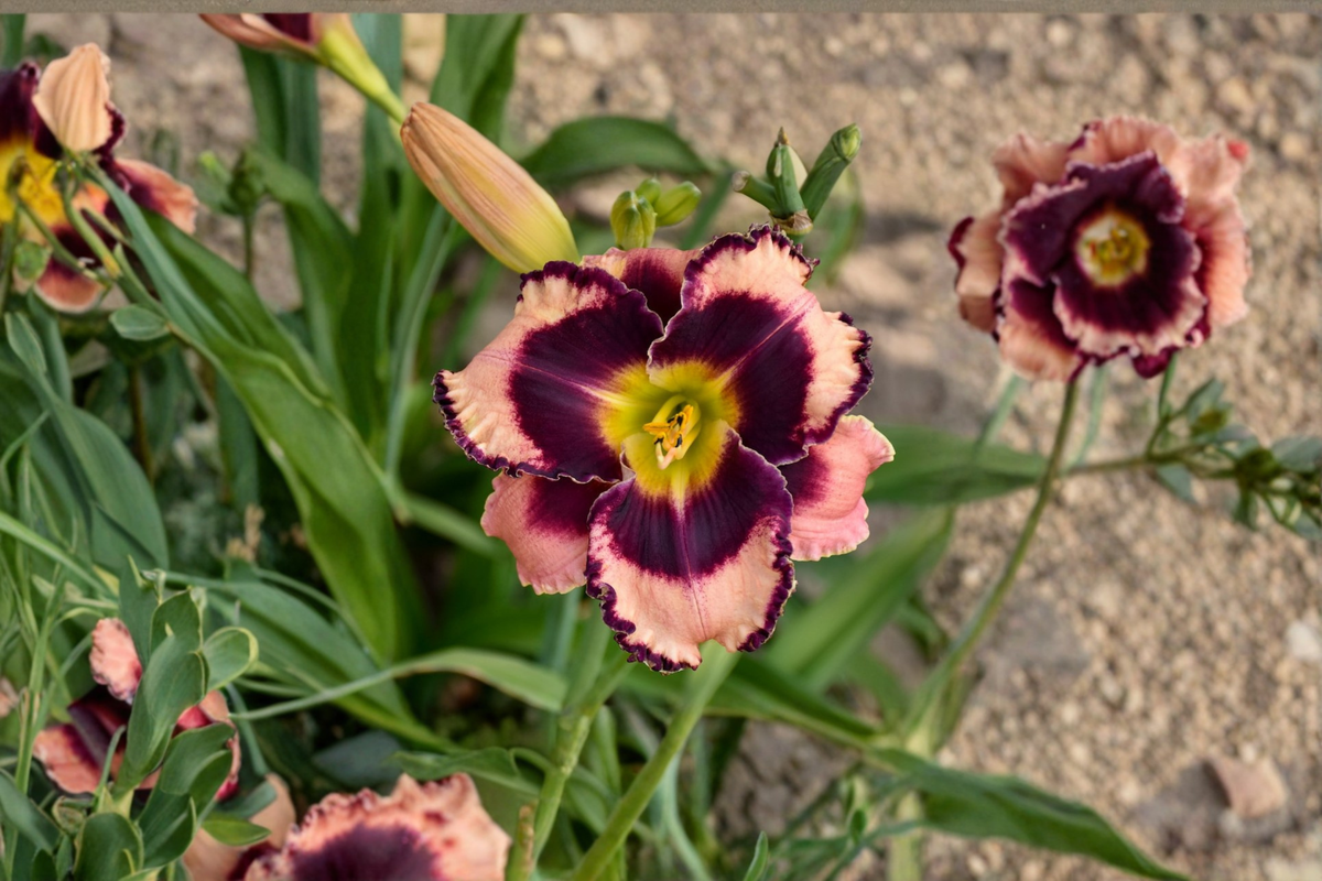 Rock Solid Daylily 3 Bare Root Plants - Hemerocallis Rock Solid Pink, Perennial