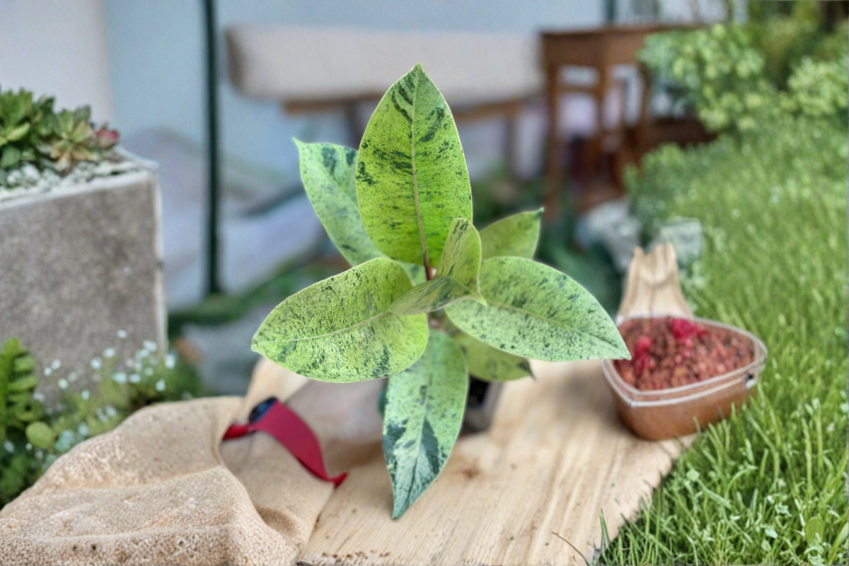 Ficus Shivereana Moonshine Variegated Rubber Plant - Starter Live Plant