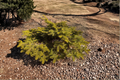 Golden Spreader Nordmann Fir - Abies nordmanniana ‘Golden Spreader’ (1 Gallon Pot, 10 Inches) - Dwarf Evergreen