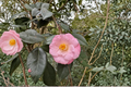 Japanese Camellia ‘Berenice Boddy’ - 1 Gallon Evergreen Flowering Shrub