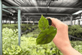 Alocasia Azlanii Starter Plants (2) - Plug, Exact Plants