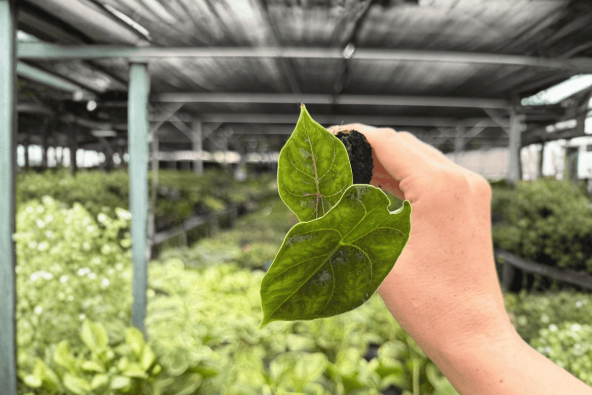 Alocasia Azlanii Starter Plants (2) - Plug, Exact Plants