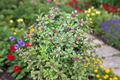 Doone Valley Thyme Live Plant - Thymus Ground Cover, 4–5 Inches tall