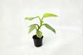 Philodendron Silver Sword Live Plant — 3–4 Inch Pot, Rooted Cutting, Silver-Green Foliage
