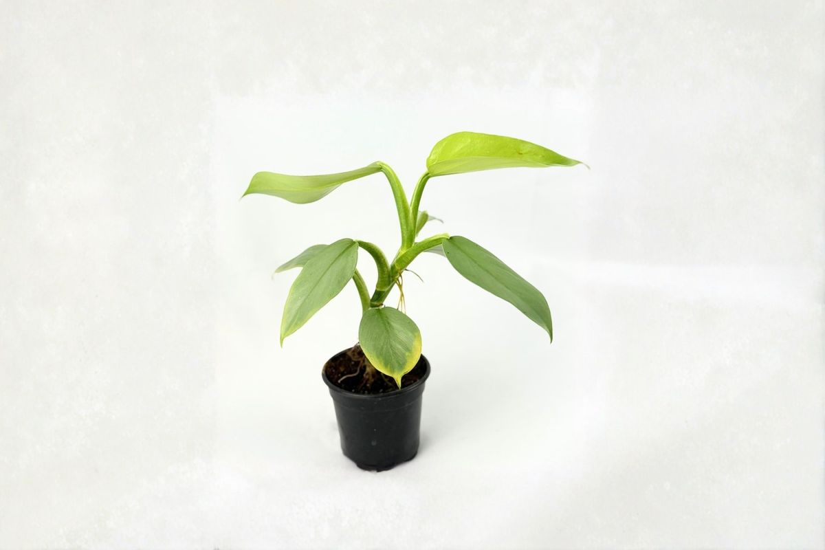 Philodendron Silver Sword Live Plant — 3–4 Inch Pot, Rooted Cutting, Silver-Green Foliage