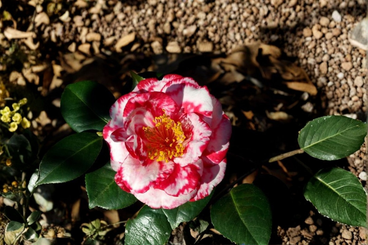 Camellia japonica Terry Giley Live Plant in 3-Gallon Pot | Pink Double Blooms, Evergreen Shrub