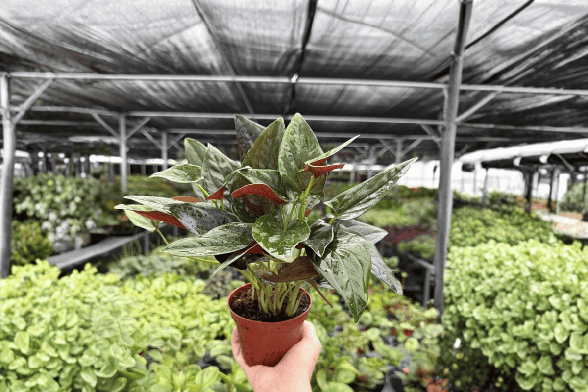 Syngonium Red Arrow - 2 Live Plants in 4-Inch Pots | Exact Plants Potted