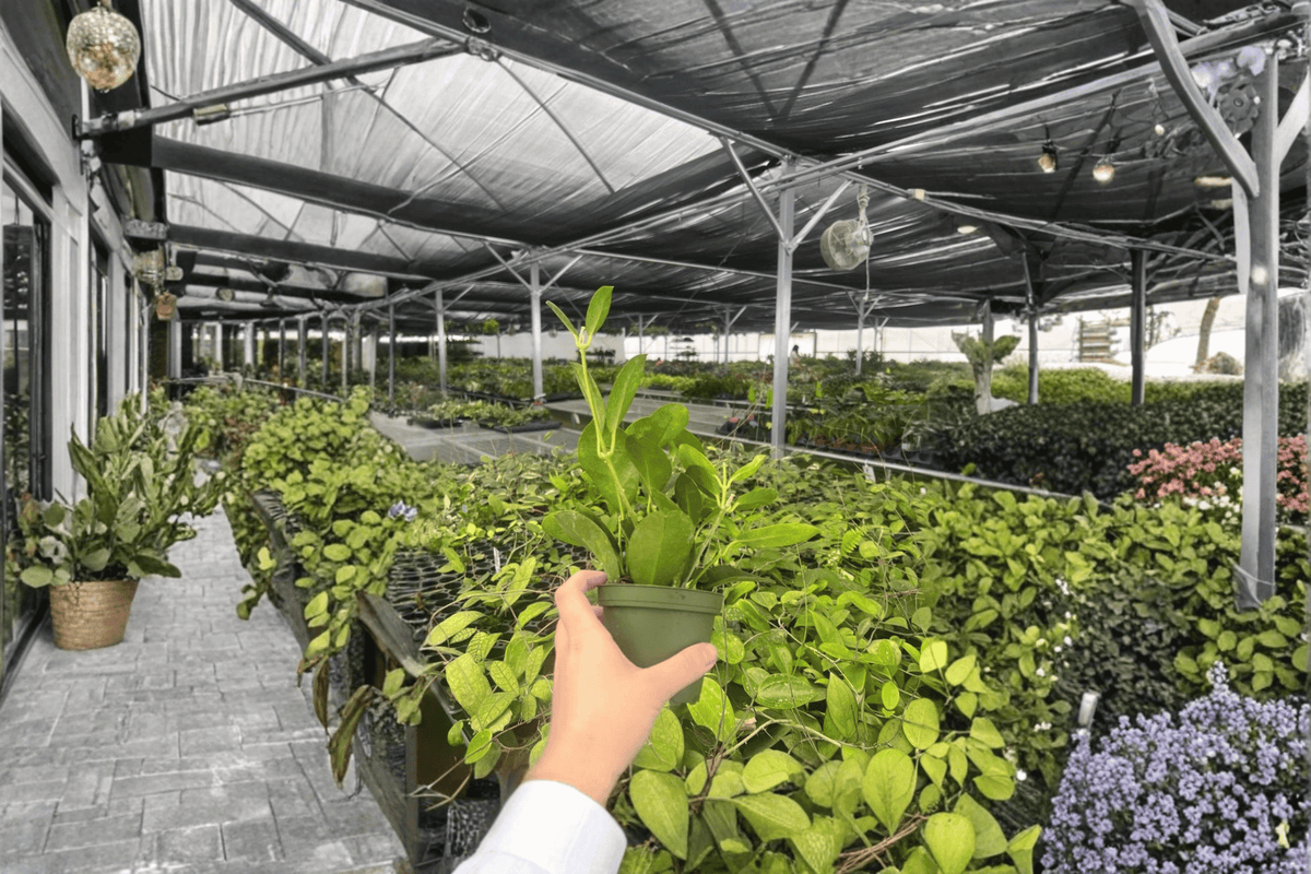 Hoya australis Live Plants - 4-Inch Pots (2-Pack)
