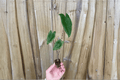 Alocasia zebrina – 2 Live Starter Plants in Soil Pods