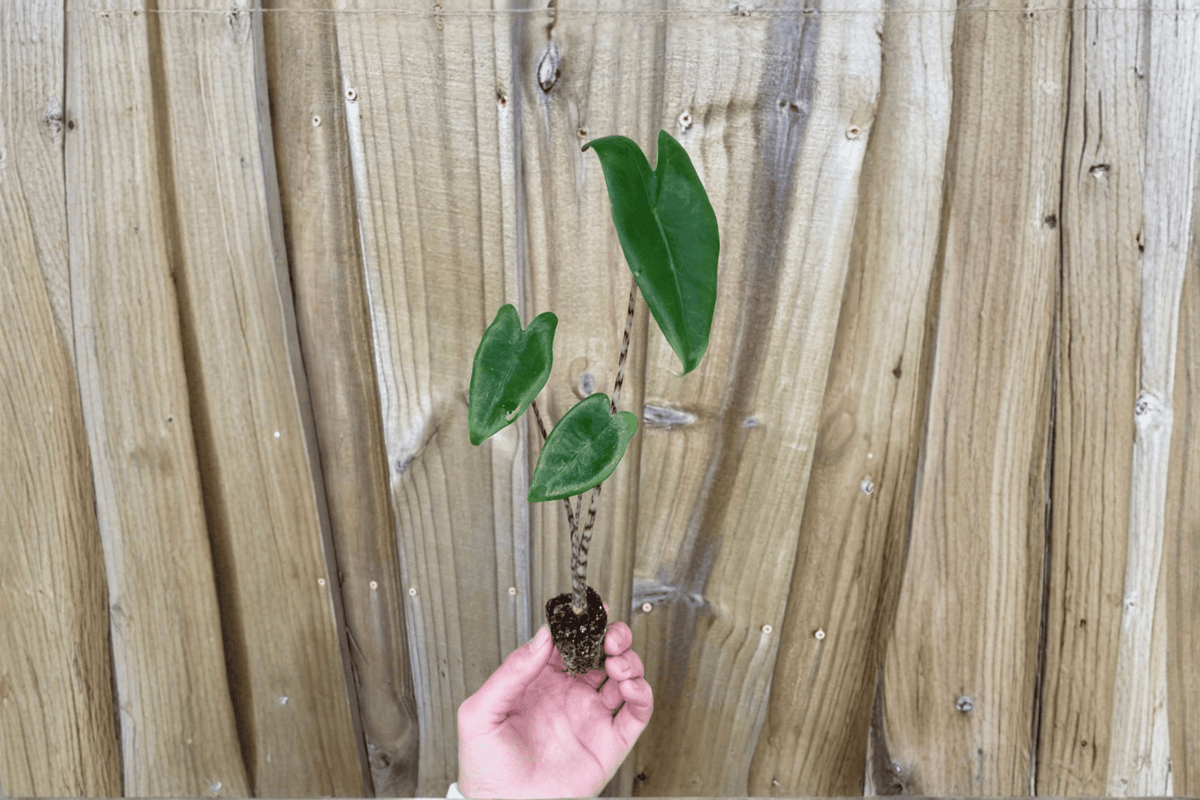 Alocasia zebrina – 2 Live Starter Plants in Soil Pods