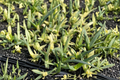Aloe Solar Flare Variegated Starter Plant | 2-Inch Pot