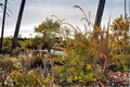 Zebrina Extra Gold Arborvitae Thuja plicata Seedling – 8" tall, 4" Pot
