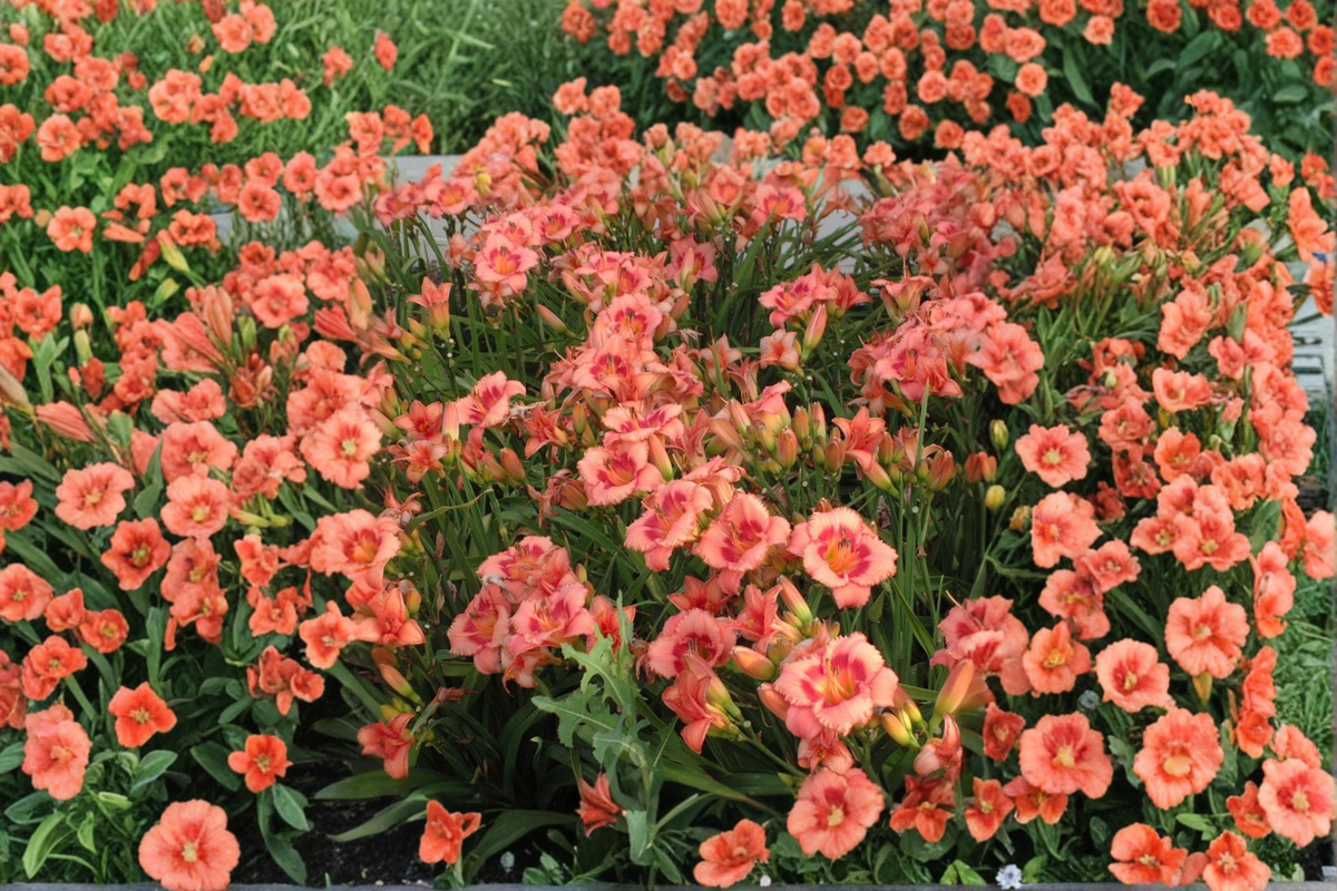 Daylily Strawberry Candy – 3 Bare Root Plants (Hemerocallis) Reblooming Pink with Red Eye