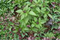 Thai Basil (Ocimum basilicum var. thyrsiflora) Rooted Starter Plants – 2 Live Plants