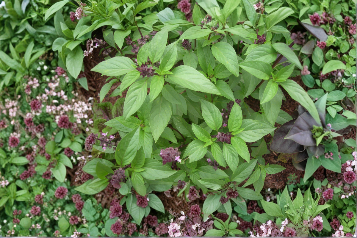 Thai Basil (Ocimum basilicum var. thyrsiflora) Rooted Starter Plants – 2 Live Plants