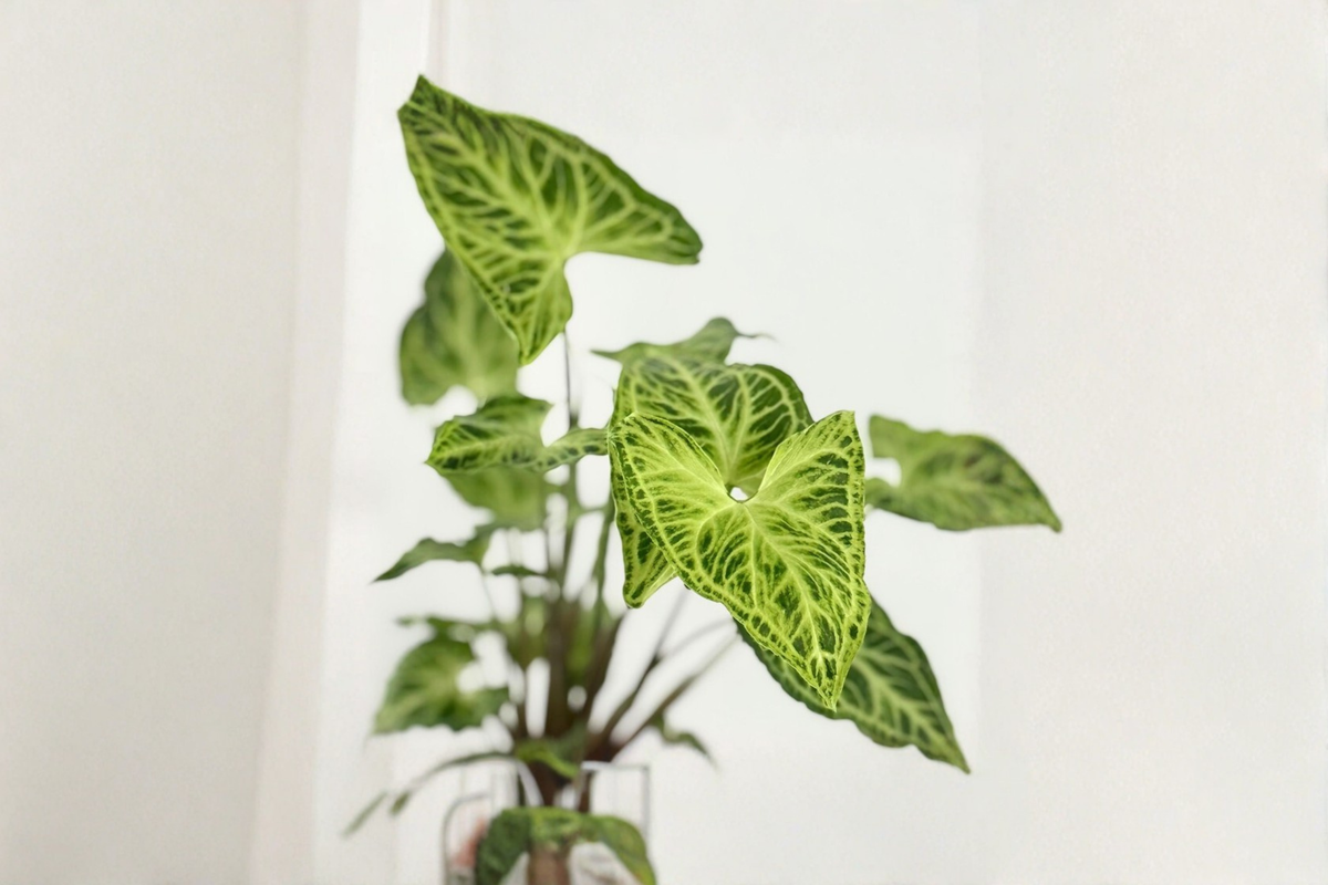 Syngonium Batik Arrowhead Vine Starter Plant - White Veined Indoor tropical