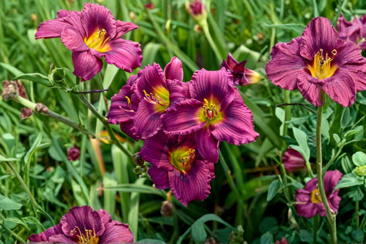 Little Grapette Daylily (Hemerocallis ‘Little Grapette’) - 3 Bare Root Plants