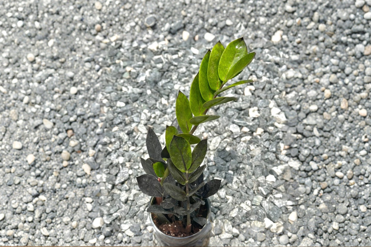 Black Queen ZZ Plant (Zamioculcas zamiifolia) - Fully Rooted 4-Inch Pot